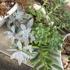 多肉植物まとめての画像