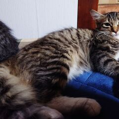 生後半年くらいの猫ちゃんです　キジトラ（ふさふさ）