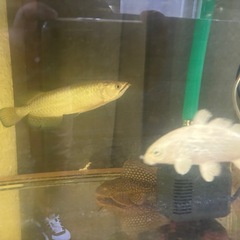 水槽セットの画像