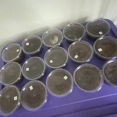 北海道産カブトムシ幼虫15頭（２〜3令初期の画像