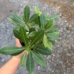 アデニウム　オベスム　観葉植物　塊根植物　多肉植物　ビザールプランツ　レアプランツ　ガーデニング　植物　グリーン　趣味　盆栽　葉　花　庭　草の画像