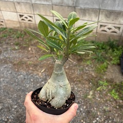 アデニウム　オベスム　観葉植物　塊根植物　多肉植物　ビザールプランツ　レアプランツ　ガーデニング　植物　グリーン　趣味　盆栽　葉　花　庭　草の画像