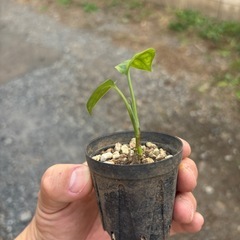 マドカズラ　観葉植物生活雑貨 家庭用品 ガーデニング　観葉植物　塊根植物　多肉植物　ビザールプランツ　レアプランツ　ガーデニング　植物　グリーン　趣味　盆栽　葉　花　庭　草　インテリア　おしゃれ　飾り　園芸　の画像
