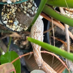 ブラキキトン　ポプルネウス　観葉植物　塊根植物　多肉植物　ビザールプランツ　レアプランツ　ガーデニング　植物　グリーン　趣味　盆栽　葉　花　庭　草　インテリア　おしゃれ　飾り　園芸　の画像