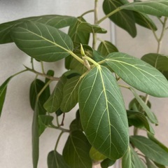 観葉植物　フィカス・ベンガレンシスの画像