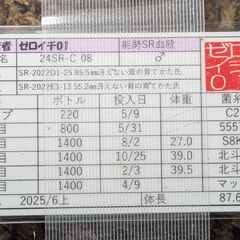 【87.6㎜♂88.0同腹】オオクワガタ能勢SR血統　C08の画像