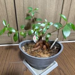 観葉植物　ガジュマル
の画像