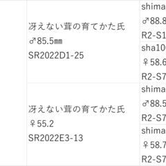 【84.6㎜♂88.0同腹】オオクワガタ能勢SR血統　C10の画像