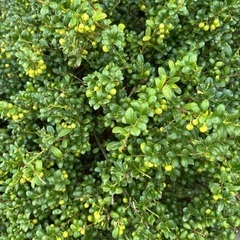 この木、どうぞ！の画像