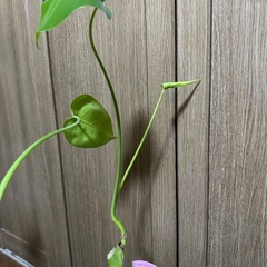 観葉植物 モンステラの画像