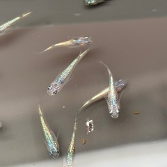 (受け渡し者決定)ネプチューンメダカ　10匹　③の画像