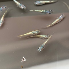 (受け渡し者決定)ネプチューンメダカ　10匹　③の画像