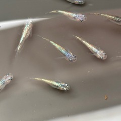 (受け渡し者決定)ネプチューンメダカ　10匹　③の画像