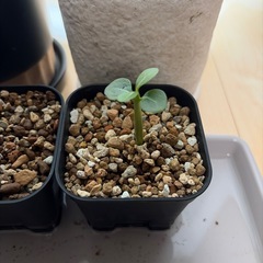 観葉植物セットの画像