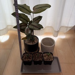 観葉植物セットの画像