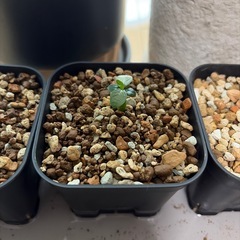 観葉植物セットの画像