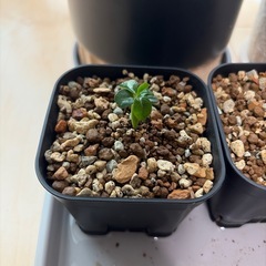 観葉植物セットの画像