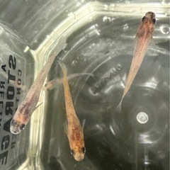 改良メダカ　和墨ブルーアイ　墨碧眼　若魚4匹　の画像