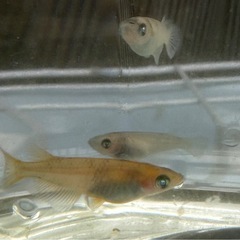 改良メダカ　和墨ブルーアイ　墨碧眼　若魚4匹　の画像