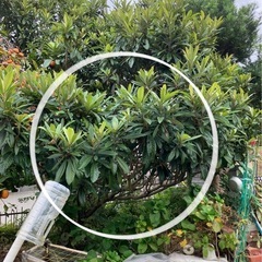 枇杷の苗木②の画像