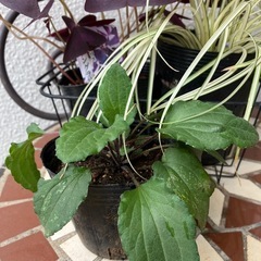 花まとめての画像