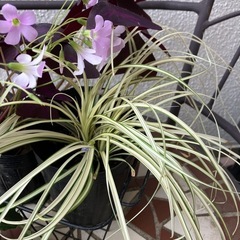 花まとめての画像