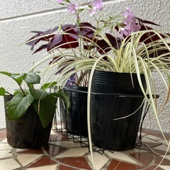 花まとめての画像