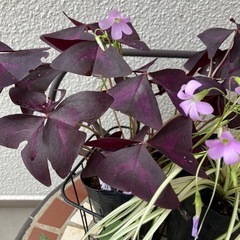 花まとめての画像
