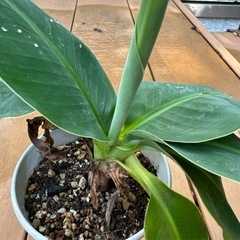 【運気アップ 南国植物】バナナ 苗 芭蕉 庭木 観葉植物 プラ鉢付きの画像