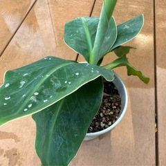 【運気アップ 南国植物】バナナ 苗 芭蕉 庭木 観葉植物 プラ鉢付きの画像