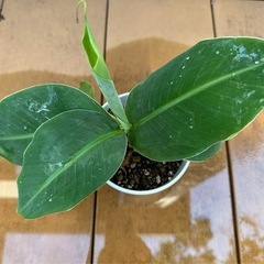 【運気アップ 南国植物】バナナ 苗 芭蕉 庭木 観葉植物 プラ鉢付きの画像