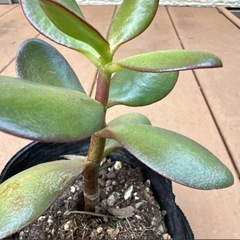 【金運 観葉植物】金のなる木 多肉植物 クラッスラ 苗ポットの画像