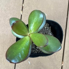 【金運 観葉植物】金のなる木 多肉植物 クラッスラ 苗ポットの画像
