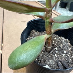 【金運 観葉植物】金のなる木 多肉植物 クラッスラ 苗ポットの画像