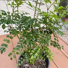 【家庭運 シンボルツリー】シマトネリコ 大サイズ 庭木 観葉植物 鉢のままの画像