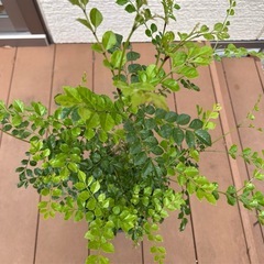 【家庭運 シンボルツリー】シマトネリコ 大サイズ 庭木 観葉植物 鉢のままの画像