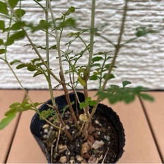 【シンボルツリー】シマトネリコ 中サイズ 庭木 観葉植物 苗ポットの画像