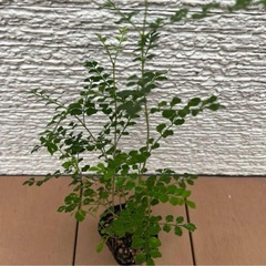【シンボルツリー】シマトネリコ 中サイズ 庭木 観葉植物 苗ポットの画像