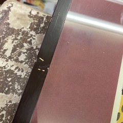 もらいもの絵　ニセゴイシウツボ　作者写真にて確認　縦36.5㎝横　44㎝の画像
