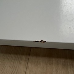 【ワンコイン】ニトリ マグネットがくっつく　つっぱりキッチンパネル(幅62cm BH640 ホワイト)の画像