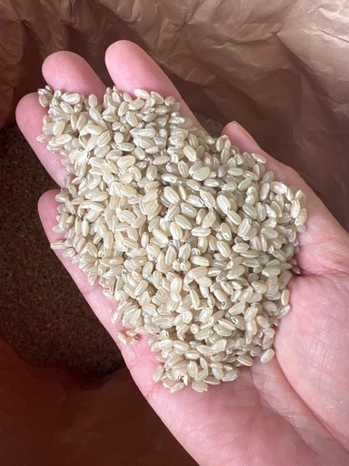 古米譲ります 古古古米・餌にどうぞ (ミンカン) 本庄の食品の中古あげます・譲ります