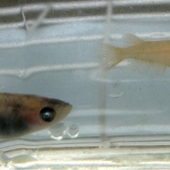 改良メダカ　和墨ブルーアイ　墨碧眼　若魚4匹　の画像