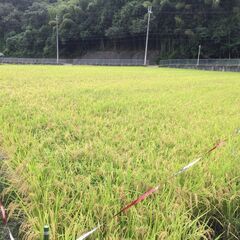 もち米玄米【モチミノリ】10Kg R7年和歌山産新米  ㊟もち米です！の画像