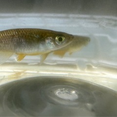 改良メダカ　琥珀ラメ　成魚3匹　オス1メス2の画像