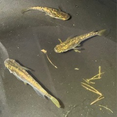 改良メダカ　琥珀ラメ　成魚3匹　オス1メス2の画像