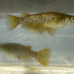 改良メダカ　琥珀ラメ　成魚3匹　オス1メス2の画像