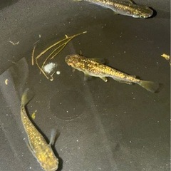 改良メダカ　琥珀ラメ　成魚3匹　オス1メス2の画像