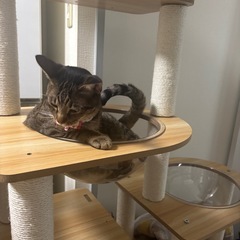 キャットタワー🐈‍⬛の画像