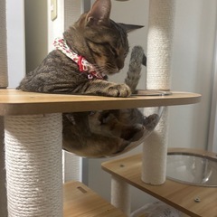 キャットタワー🐈‍⬛の画像