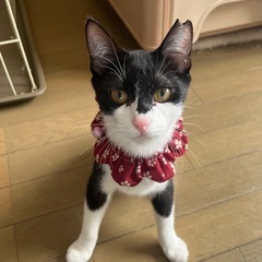 人懐っこい美猫さんです💕 - 猫